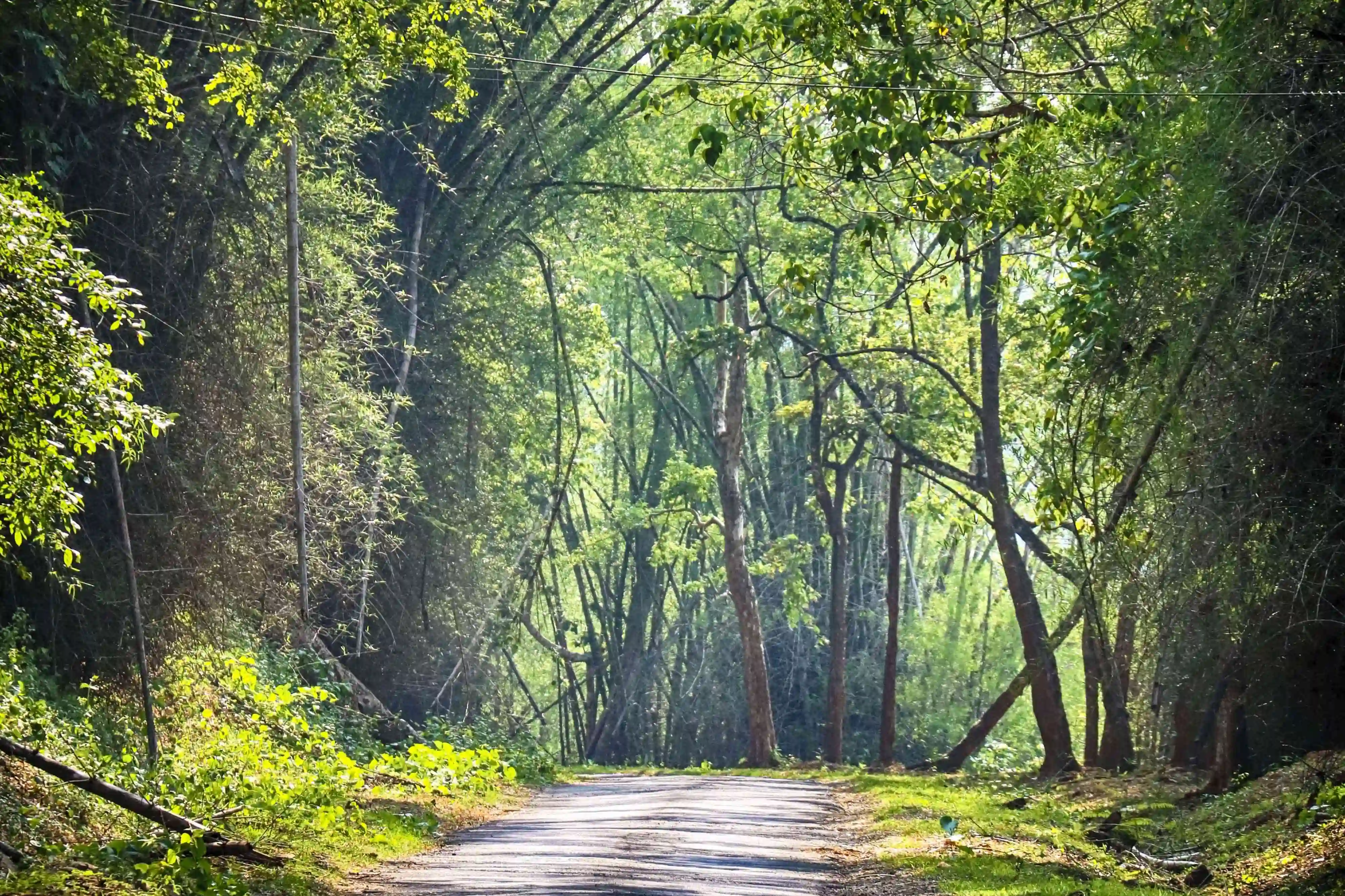 Parambikulam Tiger Reserve | Official Website of Parambikulam Tiger ...