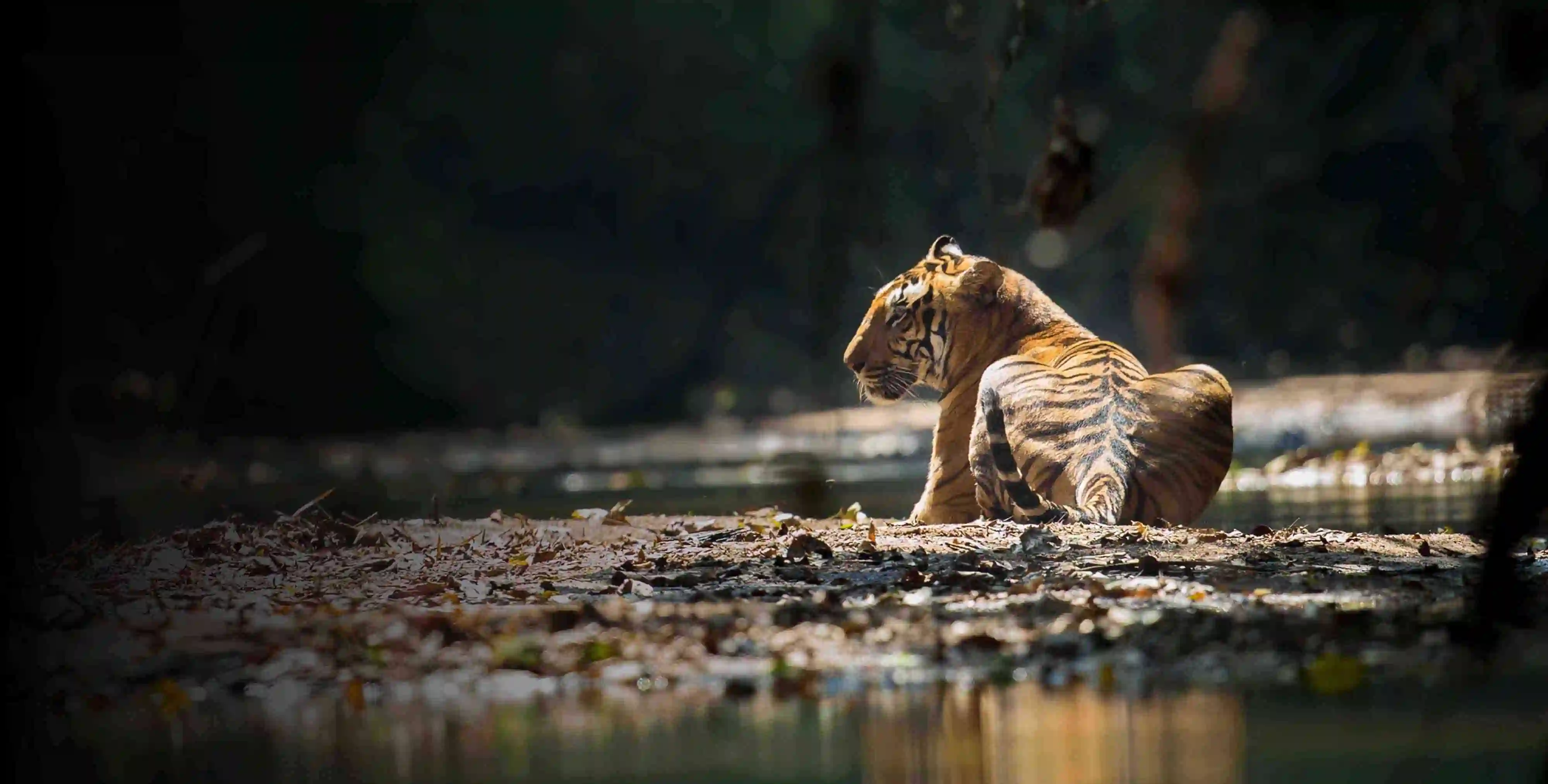 Parambikulam Tiger Reserve Official Booking — Tiger reserve in Parambikulam